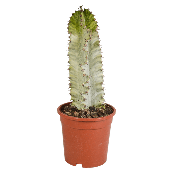 Wolfsmilch Kaktus - Euphorbia marmorata - Zimmerpflanze - 17cm