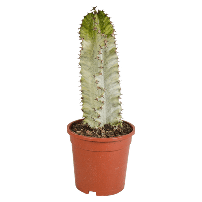 Wolfsmilch Kaktus - Euphorbia marmorata - Zimmerpflanze - 17cm