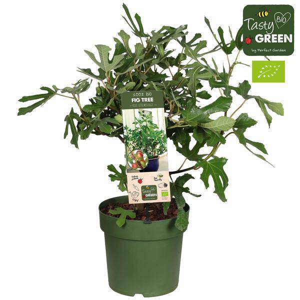 Ficus Carica 'Little Miss Figgy' Bio - Feige - Feigenbaum - Ø23cm - ↕50cm
