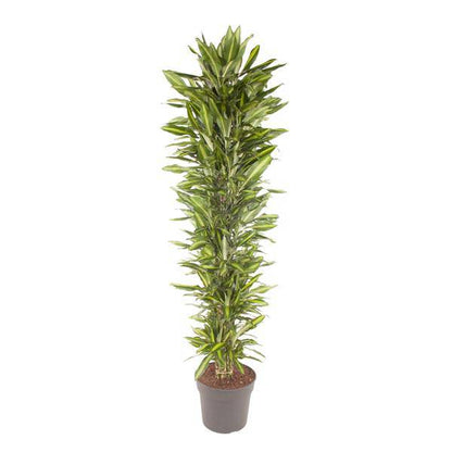 Drachenbaum - Dracaena Cintho - Zimmerpflanze - 210cm - ø40cm