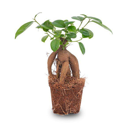 Chinesische Feige – Ficus microcarpa Ginseng – Ø9cm – Bonsai – Zimmerpflanze – Dekorativer Kleinbaum für Zuhause & Büro 