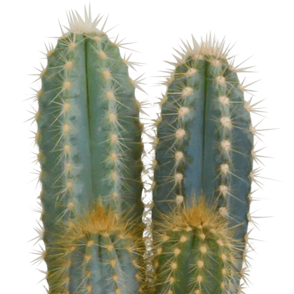 Kakteen Mix - 10,5 cm - 3 Stück - 12cm