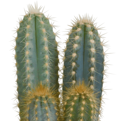 Kakteen Mix - 10,5 cm - 3 Stück - 12cm