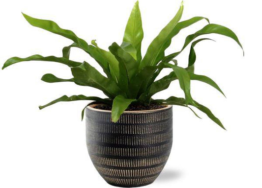 Asplenium Antiquum – Nestfarn – Zimmerpflanze Ø12cm ↕25cm + Beau Topf Schwarz Ø14x13cm 