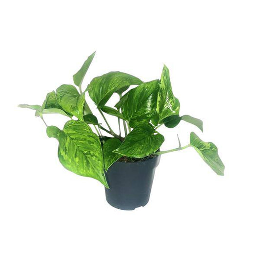 Efeutute Scindapsus Pictus Trebie – Zimmerpflanze im Ø12 cm Topf – ca. 20 cm hoch – Herzförmige Blätter mit silbernen Mustern – Pflegeleicht & luftreinigend 