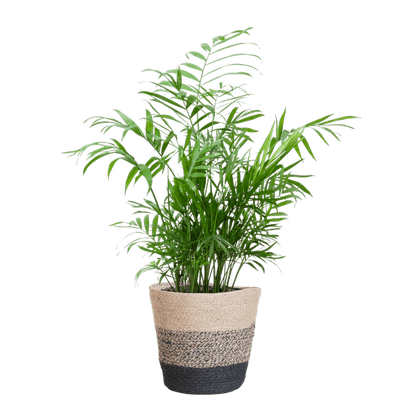 Chamadorea Elegans Mexikanische Bergpalme – Zimmerpflanze ca. 55cm – Ø17cm – Im nachhaltigen Pflanzkorb Lissabon Schwarz – Federleichte, pflegeleichte Zimmerpalme 