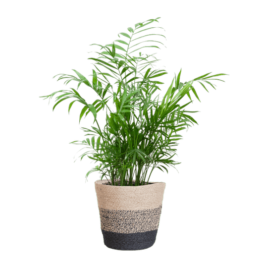 Chamadorea Elegans Mexikanische Bergpalme – Zimmerpflanze ca. 55cm – Ø17cm – Im nachhaltigen Pflanzkorb Lissabon Schwarz – Federleichte, pflegeleichte Zimmerpalme 