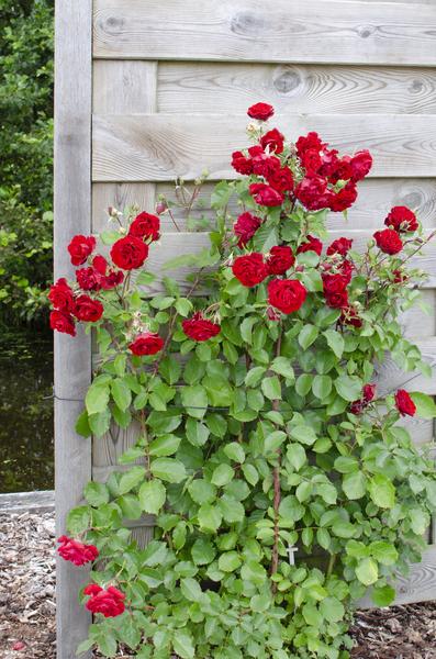 Rose - Verrückt nach Liebe 'Rot' - ↨65cm - Ø15cm - 3 Stück 