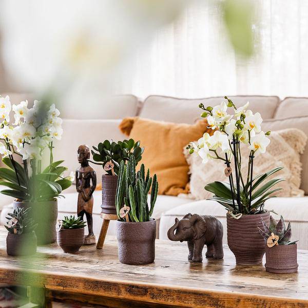 Bali Dekotopf - Braun - Ø6cm 