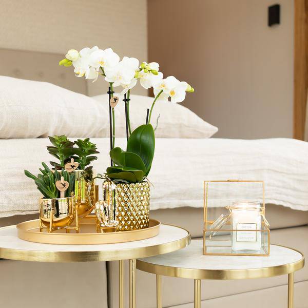 weiße Phalaenopsis-Orchidee - Amabilis + Diamant-Dekotopf gold - Topfgröße Ø9cm - 40cm hoch | blühende Zimmerpflanze im Blumentopf - frisch vom Züchter - Oasis of Life