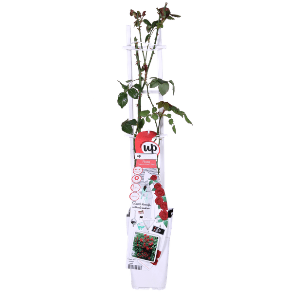 Rose - Verrückt nach Liebe 'Rot' - ↨65cm - Ø15cm - 3 Stück 
