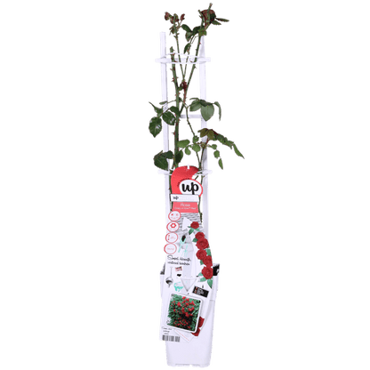Rose - Verrückt nach Liebe 'Rot' - ↨65cm - Ø15cm - 3 Stück 