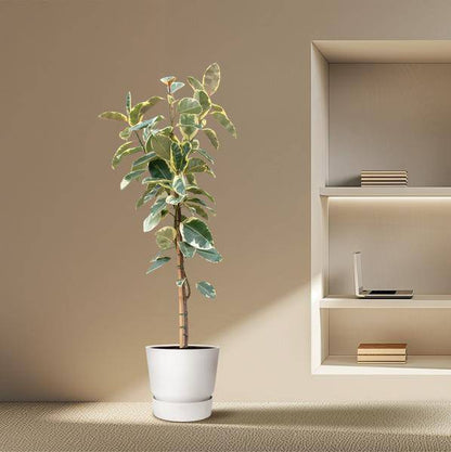 Gummibaum - Ficus Tineke auf Stiel - Zimmerpflanze - 220cm - ø30cm