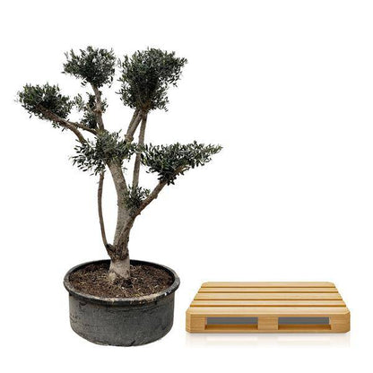 Olivenbaum - Olea Europaea Pompon - 210cm - ø80cm