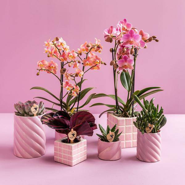 Candy Dekotopf Rosa – Ø6cm – Runder Keramik Blumentopf – Moderner Mini Blumentopf für Orchideen & kleine Zimmerpflanzen – Dekoration für Wohnzimmer, Küche & Büro 