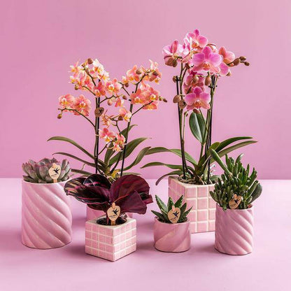 Candy Dekotopf Rosa – Ø6cm – Runder Keramik Blumentopf – Moderner Mini Blumentopf für Orchideen & kleine Zimmerpflanzen – Dekoration für Wohnzimmer, Küche & Büro 