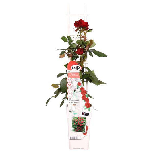 Rote Rose - Rosa Crazy in love 'Red' - Ø15cm - ↕65cm 