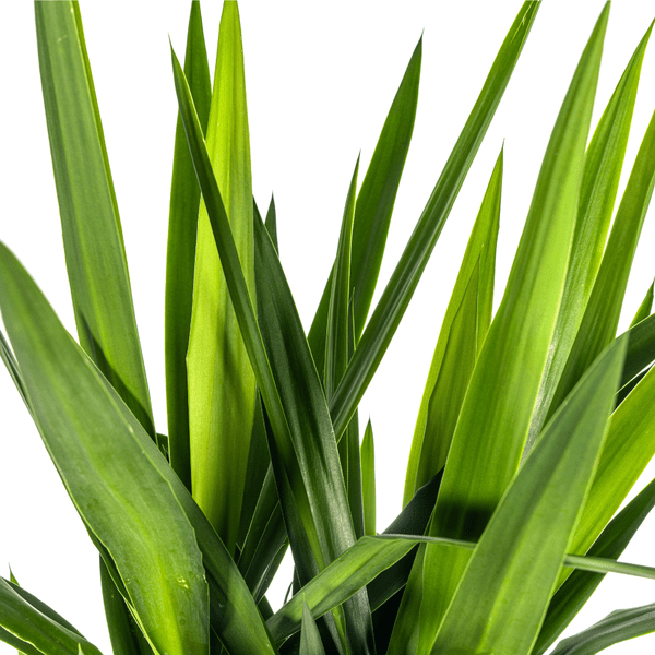 Yucca Elephantipes Ø27cm - ↕160cm - Oasis of Life