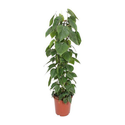 Baumfreund - Philodendron Scandens - Zimmerpflanze - Ø24cm - ↕120cm
