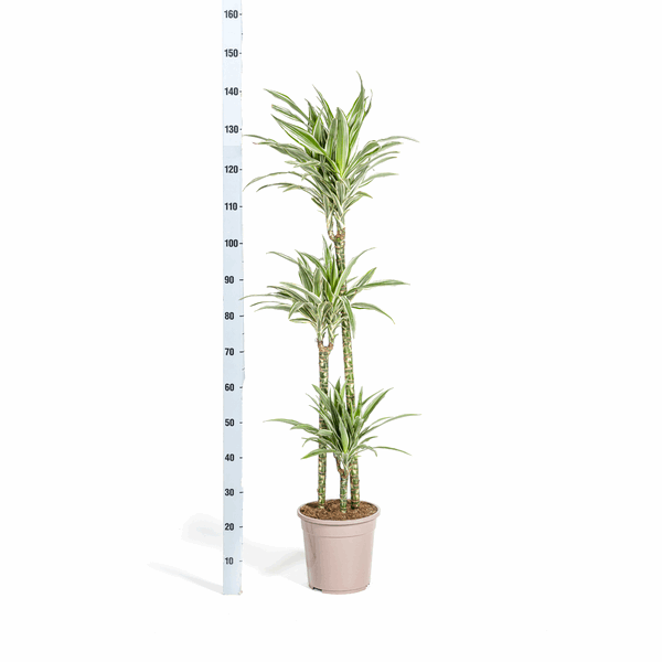 Dracaena Deremensis White Stripe – Drachenbaum – Ø24cm – ↕130-150cm – Elegante Zimmerpflanze mit weißen Blattstreifen – Pflegeleicht & luftreinigend 