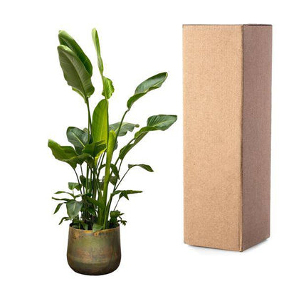 Strelitzia Nicolai - Baumstrelitzie - Zimmerpflanze - 250 cm - ø40cm
