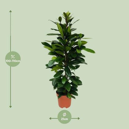 Afrikanischer Feigenbaum - Ficus Cyathistipula - Zimmerpflanze - Ø21cm - ↕105cm