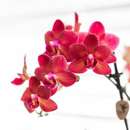 Rosa Phalaenopsis Orchidee - Congo + Diabolo travertine - Topfgröße Ø9cm - blühende Zimmerpflanze
