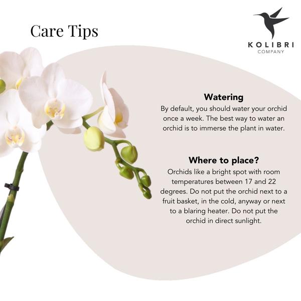 Weiße Phalaenopsis Orchidee - Amabilis + Le Chic Deko-Topf silber - Topfgröße Ø9cm - 40cm hoch | blühende Zimmerpflanze im Blumentopf - frisch vom Züchter - Oasis of Life