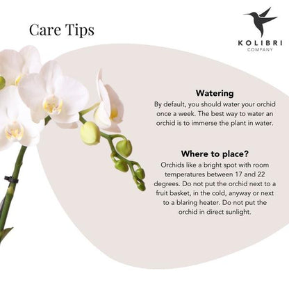 Weiße Phalaenopsis Orchidee - Amabilis + Le Chic Deko-Topf silber - Topfgröße Ø9cm - 40cm hoch | blühende Zimmerpflanze im Blumentopf - frisch vom Züchter - Oasis of Life