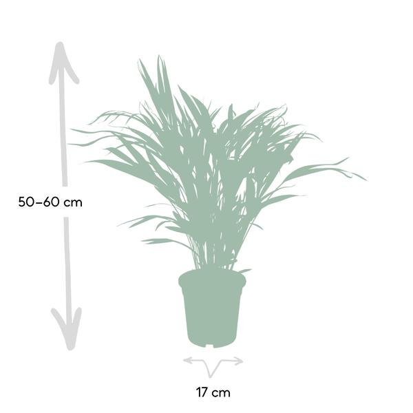 Dypsis Lutescens - Areca - Ø17cm - ↕60cm - Oasis of Life