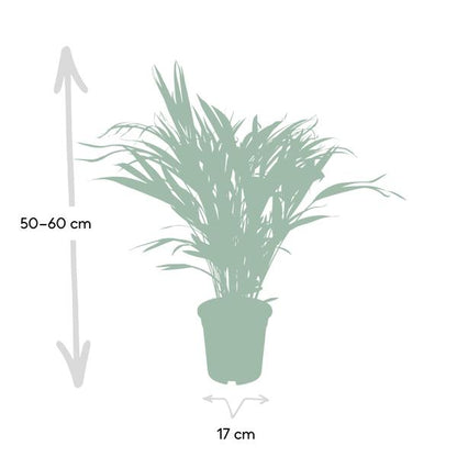 Dypsis Lutescens - Areca - Ø17cm - ↕60cm - Oasis of Life