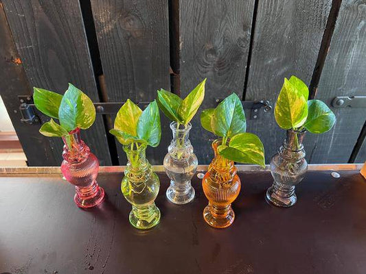 Zimmerpflanzen Mix – 6 Pflanzen – Ø7 cm – ca. 20 cm hoch – Hydroponisch im Venedig Glas – Pflegeleicht & dekorativ 