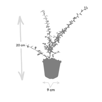 Teppichmispel Cotoneaster suec. 'Coral Beauty' – ↕10-25cm – Ø9cm – 20 Pflanzen – Bodendecker & niedrige Hecke – Winterhart – pflegeleicht
