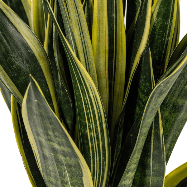 Sansevieria Trifasciata Kanarienvogel Ø17cm - ↕50-55cm - Oasis of Life