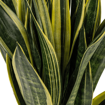 Sansevieria Trifasciata Kanarienvogel Ø17cm - ↕50-55cm - Oasis of Life