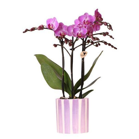 Phalaenopsis Orchidee Vienna Lila + Painted Stripe Topf Lilac Ø9cm - Zimmerpflanze