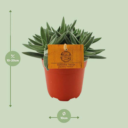 Sukkulente - Crassula Tenelli - Zimmerpflanze - Ø11cm - ↕15cm
