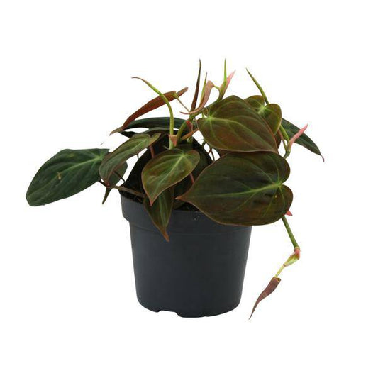 Baumfreund - Philodendron Micans - Zimmerpflanze - Ø12cm - ↕15cm 