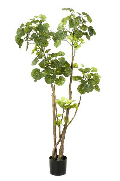 Kunstpflanze - Polyscias - Aralia - 135 cm 