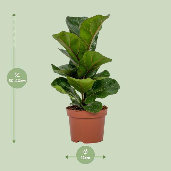 Geigen-Feige - Ficus Lyrata - Zimmerpflanze - Ø12cm - ↕30cm
