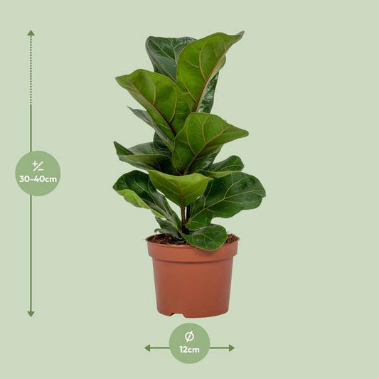 Geigen-Feige Ficus Lyrata – Zimmerpflanze – Ø12cm – ca. 30cm hoch – Pflegeleichte Trendpflanze mit großen glänzenden Blättern