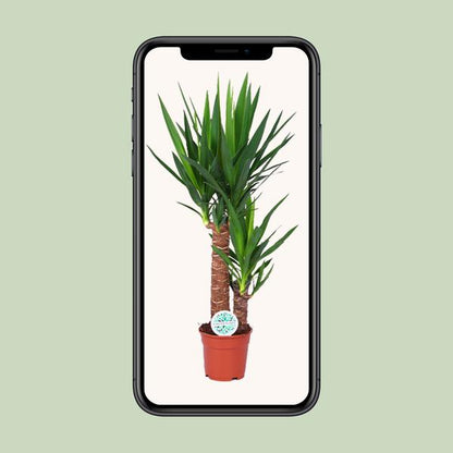 Palmlilie - Yucca - Zimmerpflanze - Ø17cm - ↕80cm
