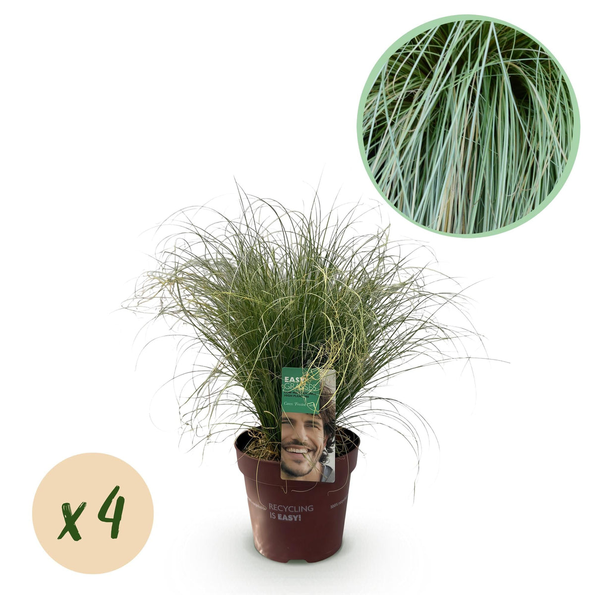 Neuseeland Segge Carex comans Frosted Curls – 4 Pflanzen – Ø17cm – Immergrün, pflegeleicht & elegant – Höhe ca. 50cm – Moderner Look & luftreinigend 