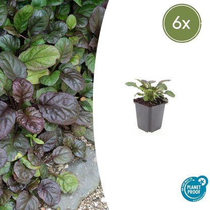 Großblättriger Günsel – Ajuga reptans 'Catlin's Giant' – 6 Pflanzen – Bodendecker mit großen Blättern & blauen Blüten – Winterhart & pflegeleicht – Höhe 10-25cm 