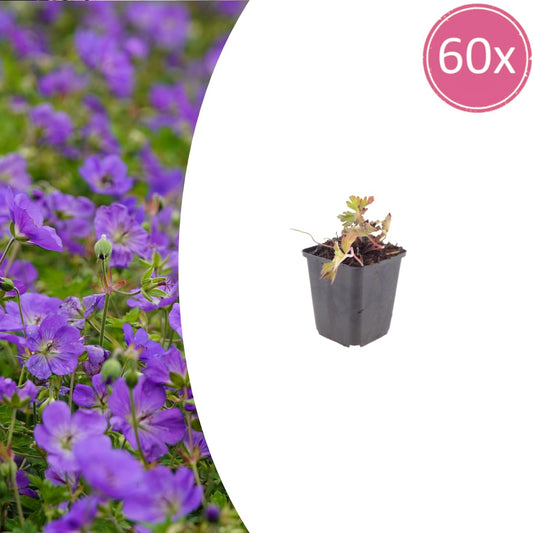 Geranium Azure Rush Winterharte Bodendecker Staude Ø9cm 60 Stück