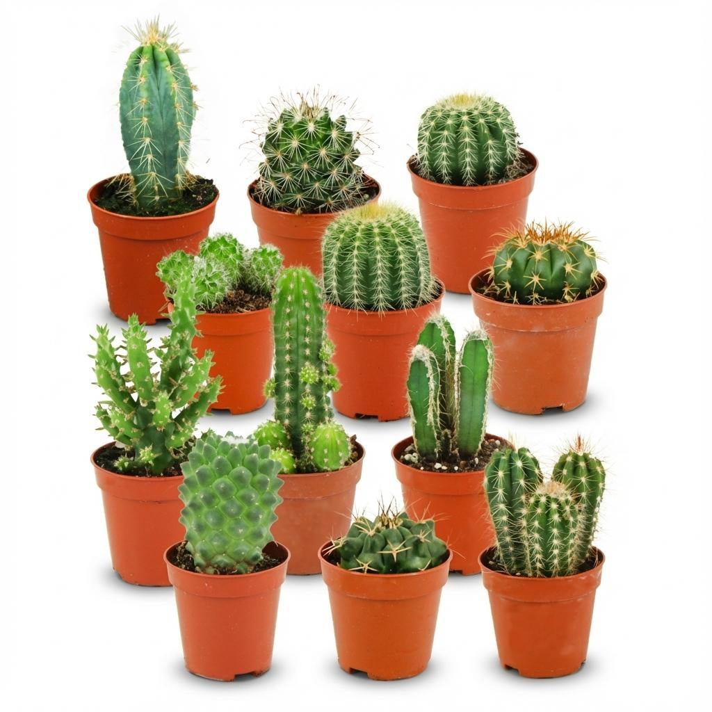 Mini Kaktus Set – 12 Kakteen – Ø5,5cm – Höhe 5–10cm – Pflegeleichte Zimmerpflanzen – Kleine Kakteen für Fensterbank Büro & Wohnraum 