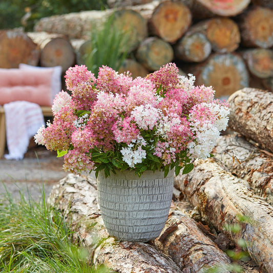 Green boutiQ - Gartenpflanze - Hydrangea panniculata Groundbreaker Blush - Pluimhortensia - Winterhart - Rosa - 2 Pflanzen - Topf 14cm - Höhe 20-25cm 