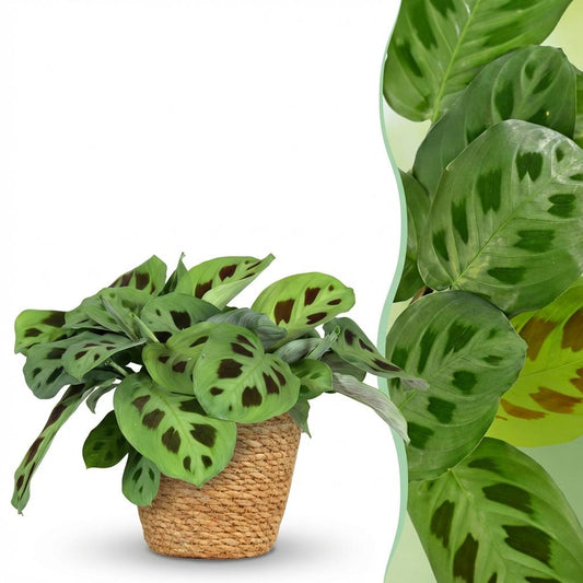 Green boutiQ - Zimmerpflanze - Maranta Fascinator Kerchoveana - Zebrapflanze - Haustierfreundliche Pflanze - Grün - 1 Pflanze - mit Korb - Topf 12cm - Höhe 25cm 
