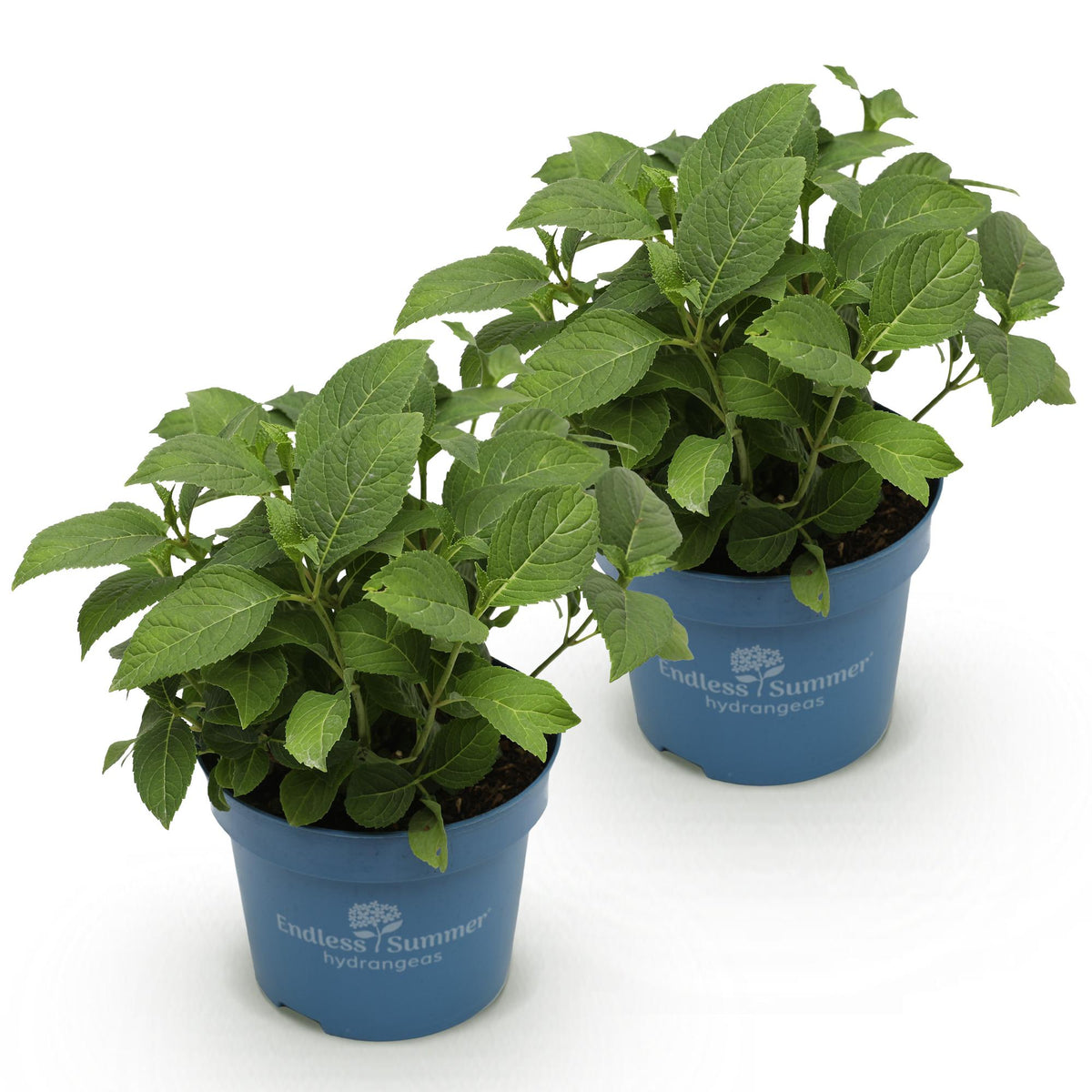 Green boutiQ - Gartenpflanze - Hydrangea Endless Summer Summer Love Purple - Hortensie - Frostbeständig - Lila - 2 Pflanzen - Topf 14 cm - Höhe 20-25 cm 