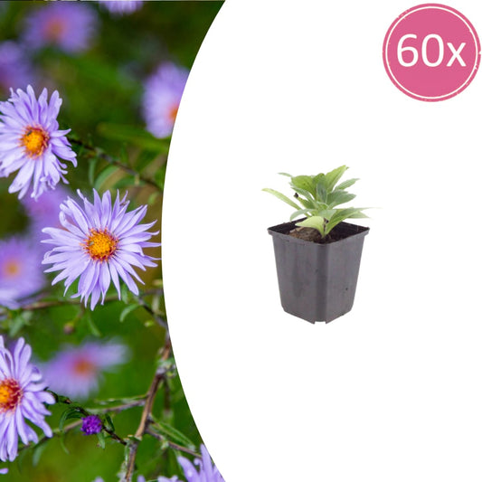 Aster frikartii Mönch Langblühende Staude für sonnige Beete Ø9cm 60 Stück